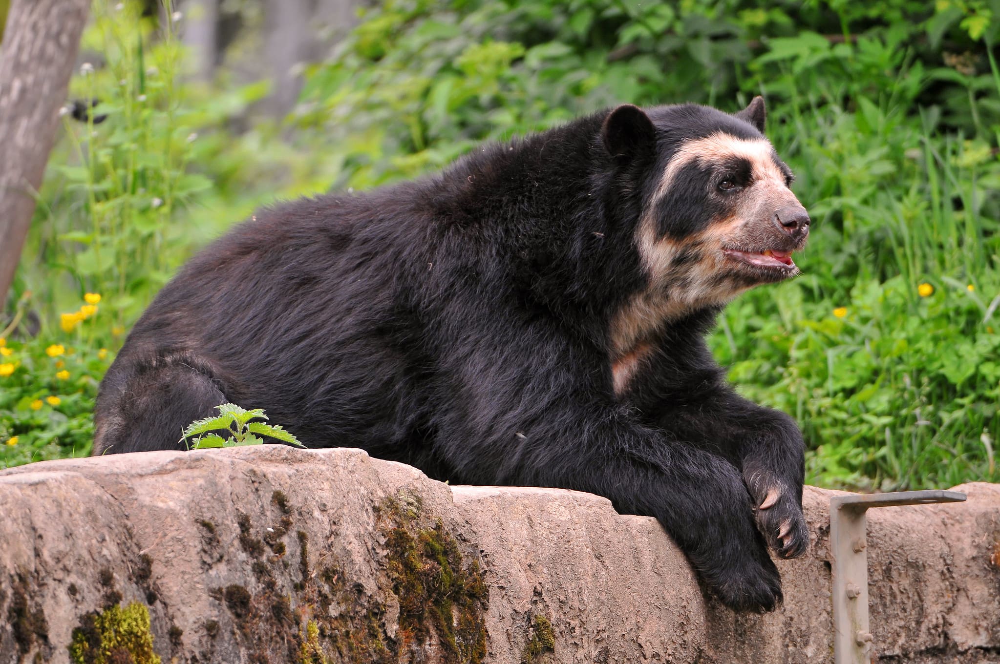 Oso de Anteojos