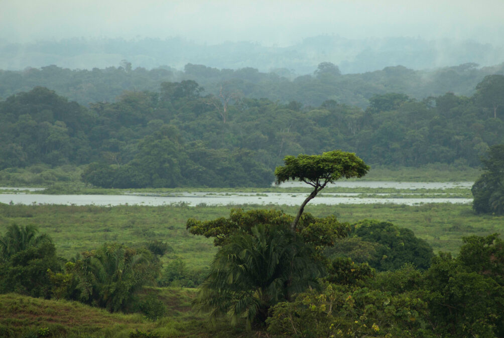 Bosques Tropicales