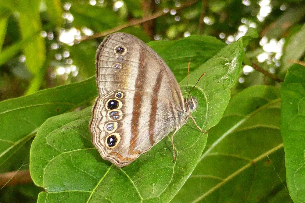 Mariposa de la selva amazonica