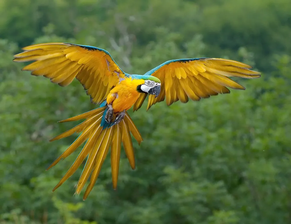 Guacamaya azuliamarilla (Ara ararauna)