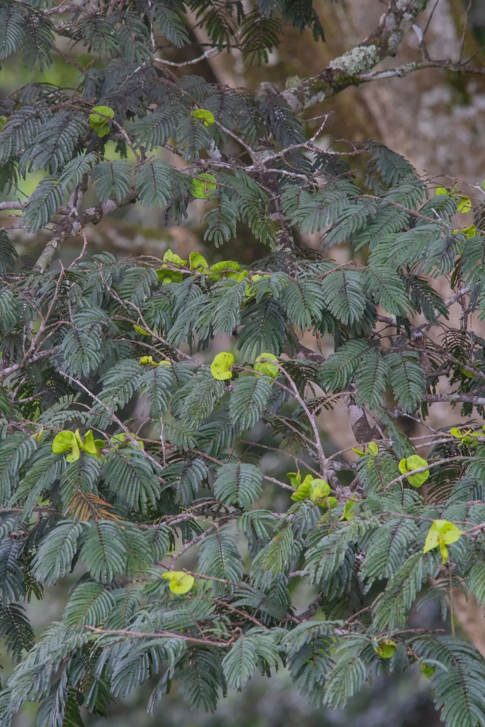 Arbol del bosque seco tropical