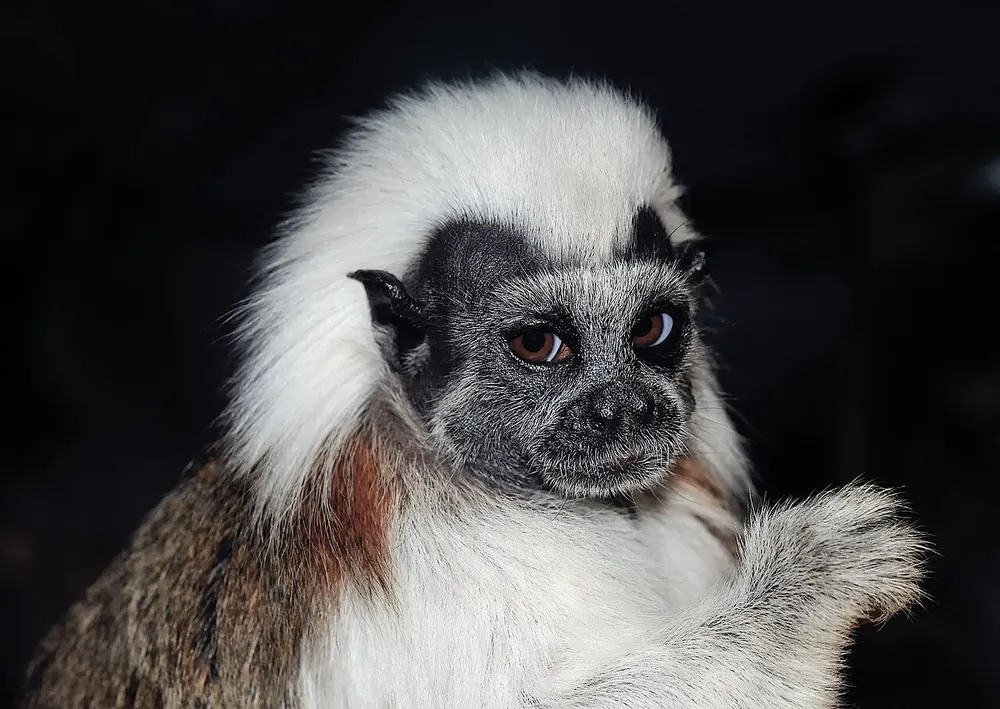 Titi cabeciblanco (Saguinus oedipus)