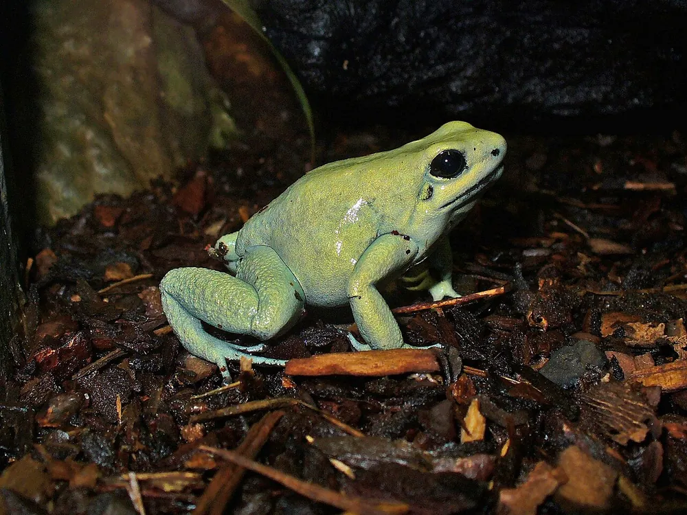 Rana dorada (Phyllobates terribilis)