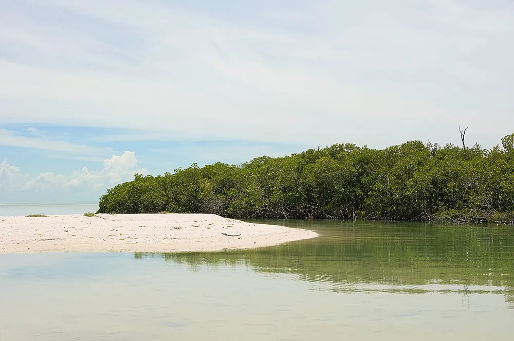 Bosque de manglar
