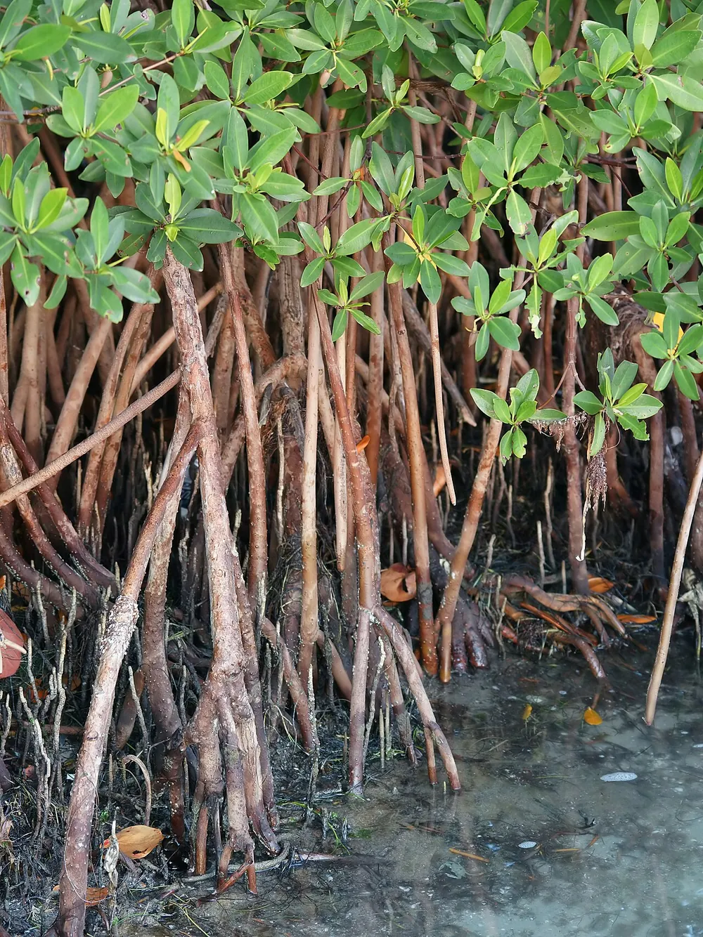 Raices de mangle rojo (Rhizophora mangle)