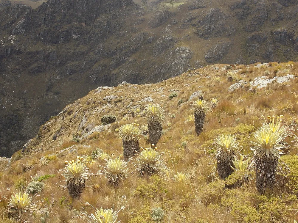 Paramo del Consuelo, Boyaca