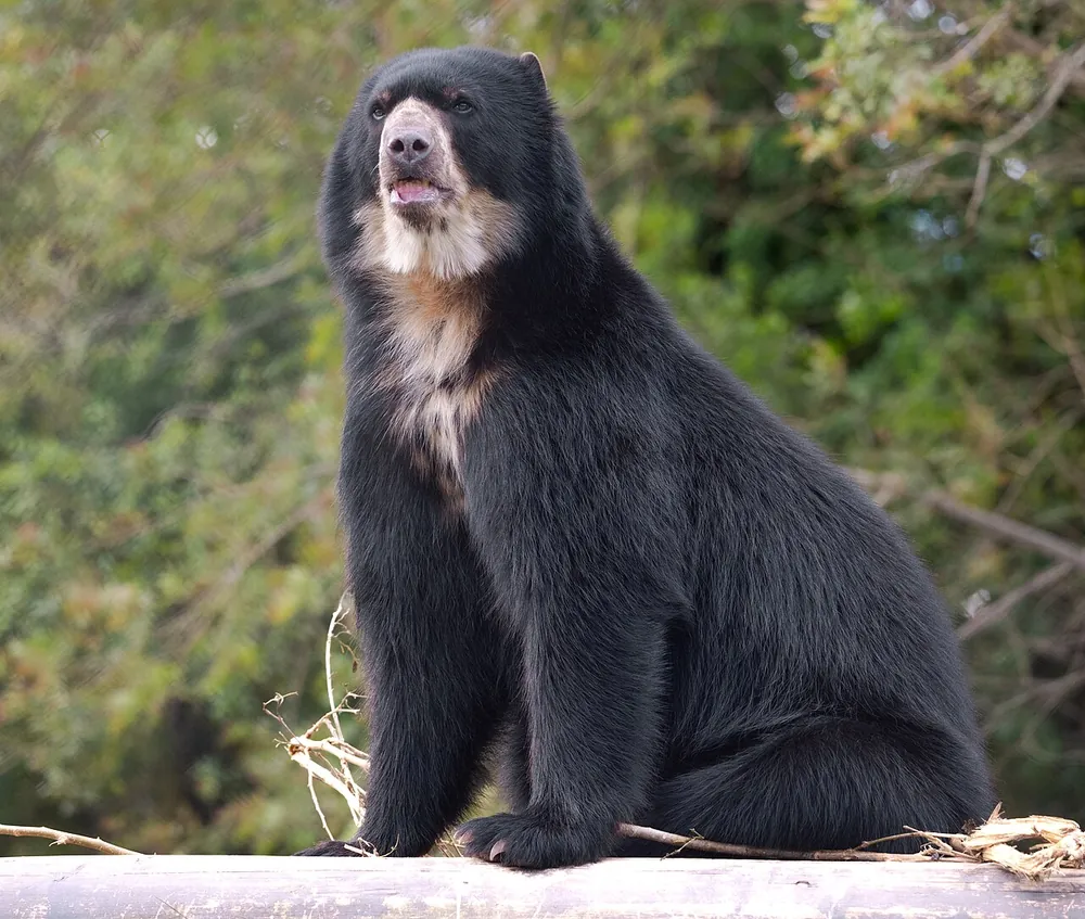 Oso andino (Tremarctos ornatus)