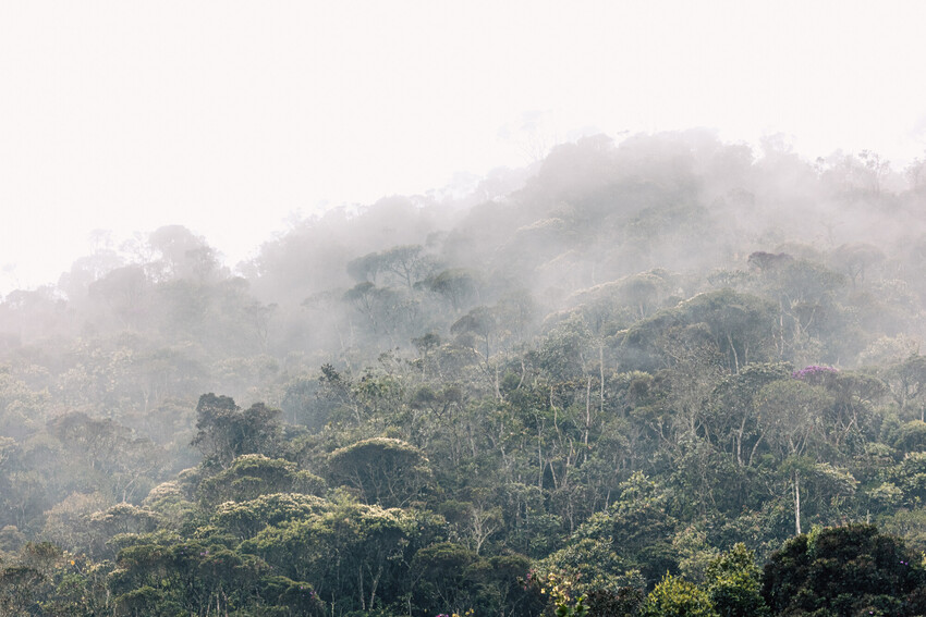 Bosques de Niebla